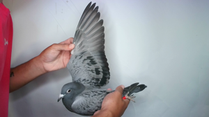 Pigeon image
