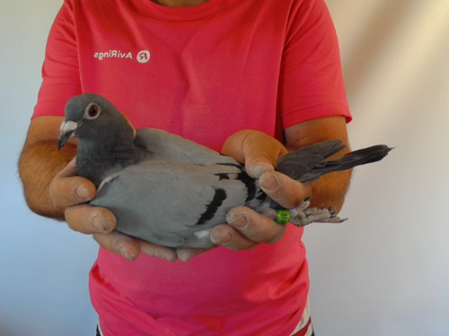 Pigeon image
