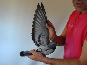 Pigeon image