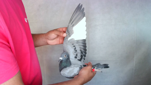 Pigeon image