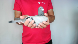 Pigeon image