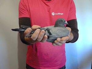 Pigeon image