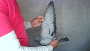 Pigeon image