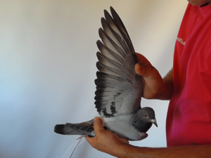 Pigeon image