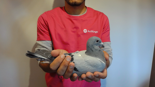 Pigeon image