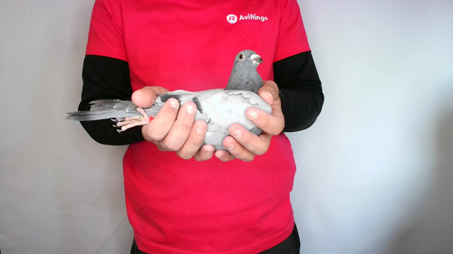 Pigeon image