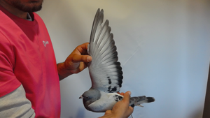 Pigeon image