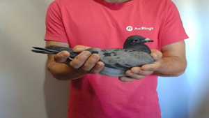 Pigeon image