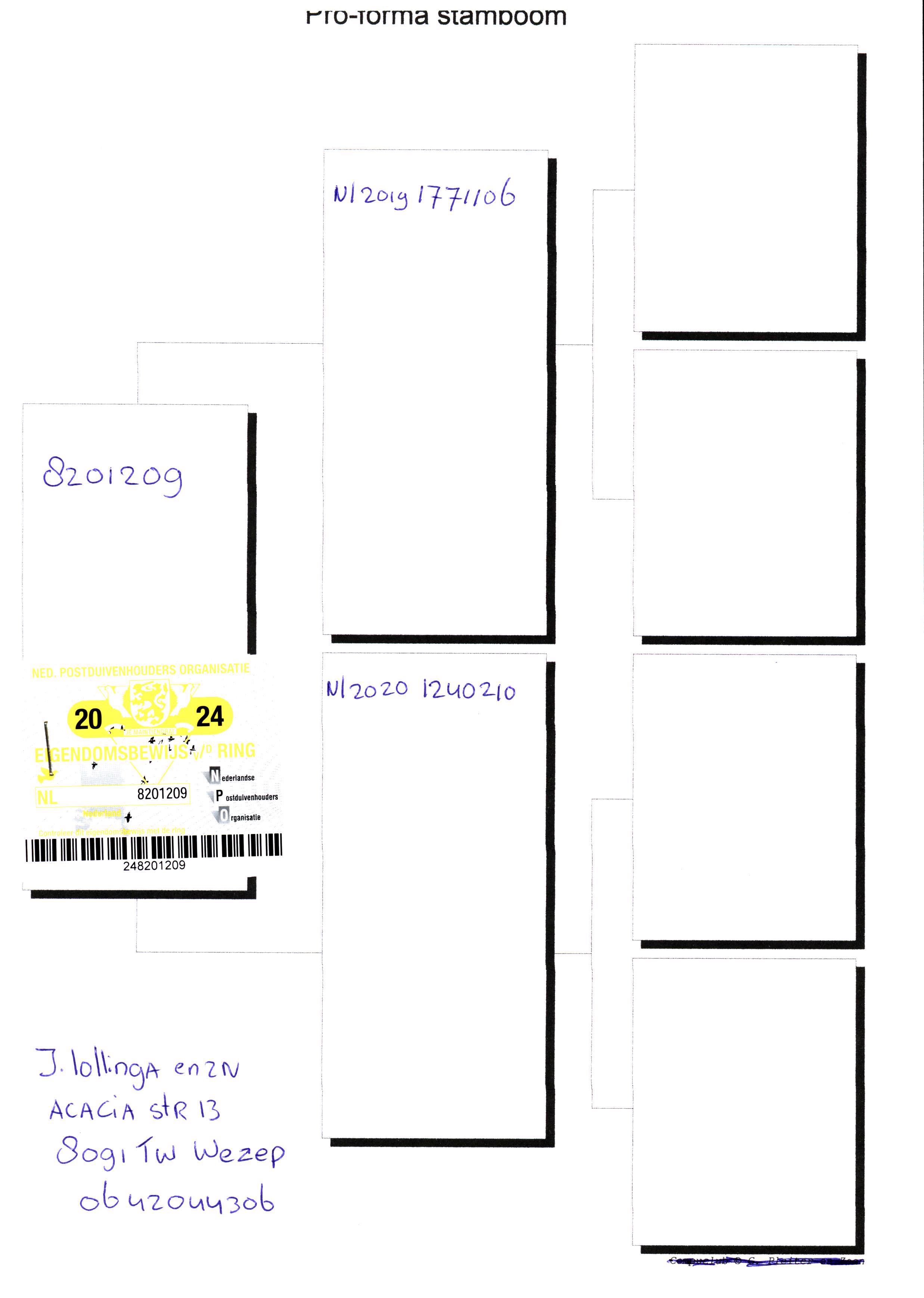 Pigeon pedigree image