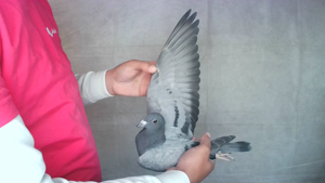 Pigeon image