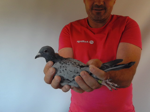 Pigeon image