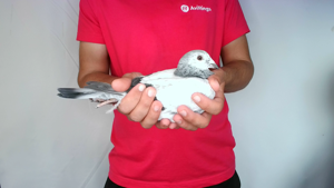 Pigeon image