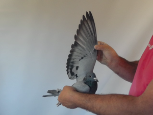 Pigeon image