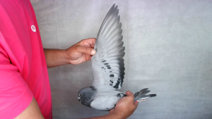 Pigeon image