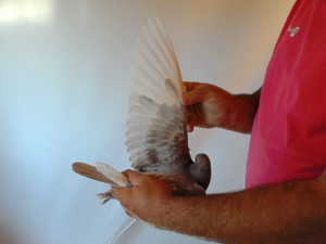 Pigeon image