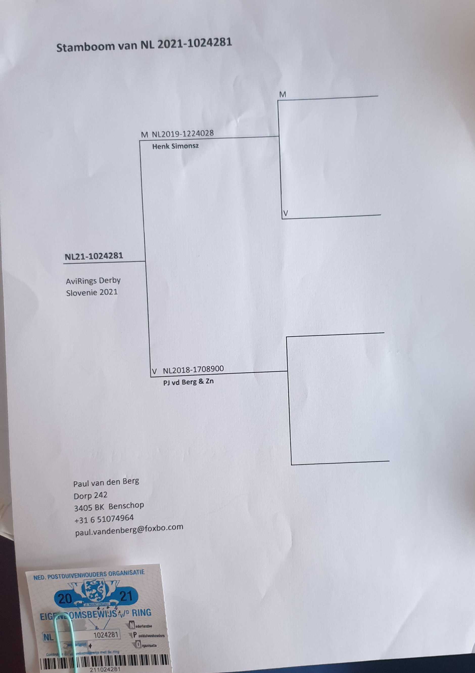 Pigeon pedigree image