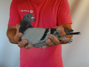 Pigeon image