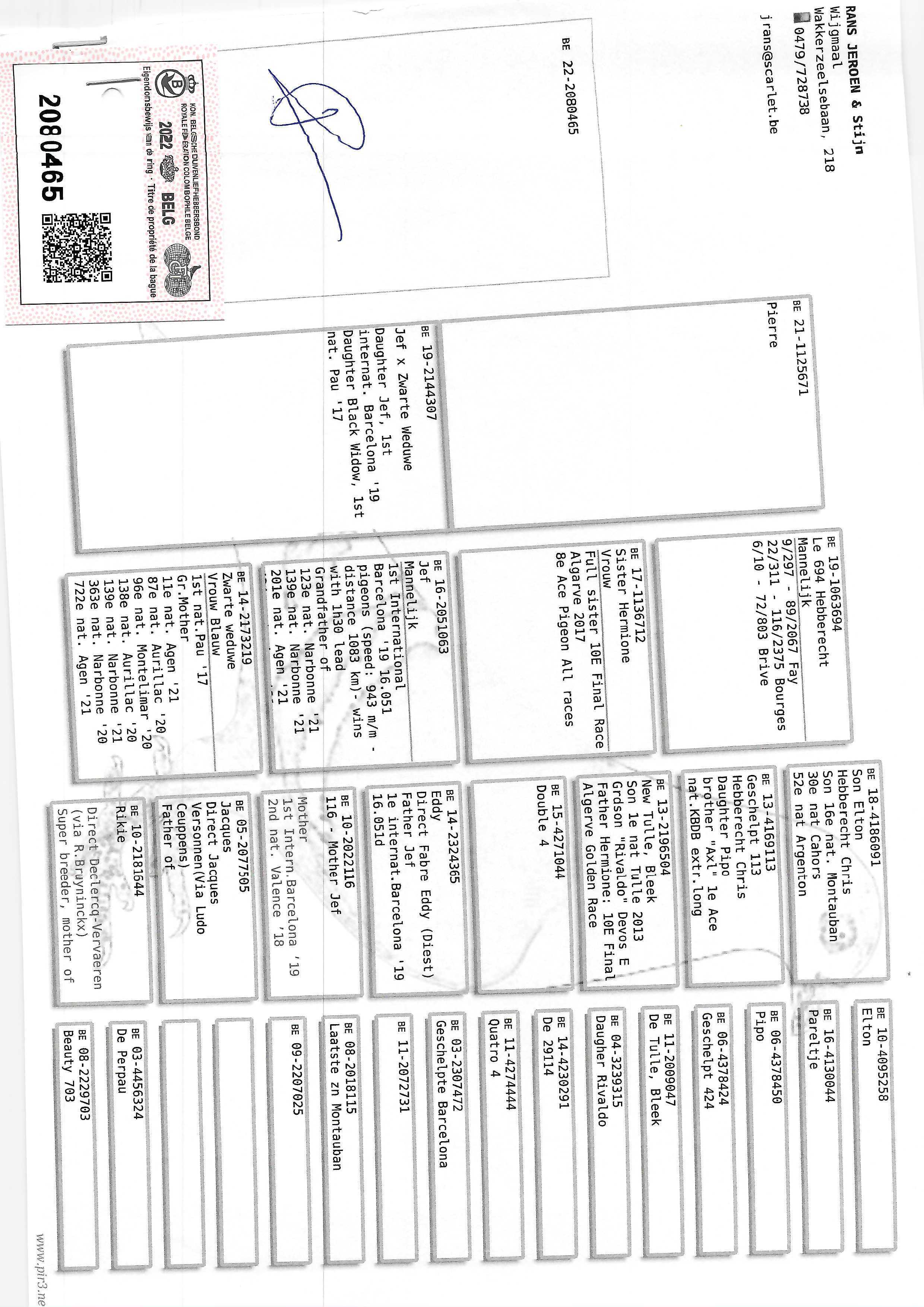 Pigeon pedigree image