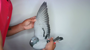 Pigeon image