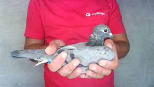 Pigeon image