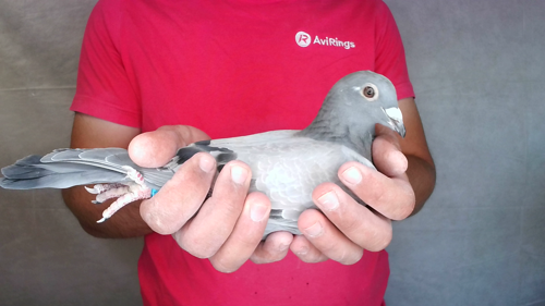 Pigeon image