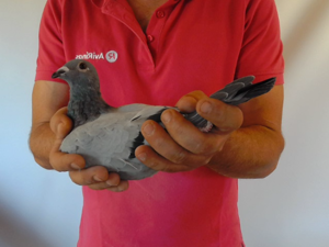Pigeon image