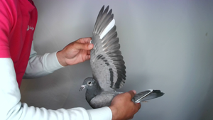 Pigeon image