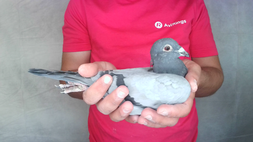 Pigeon image