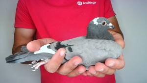 Pigeon image