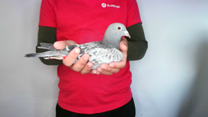 Pigeon image