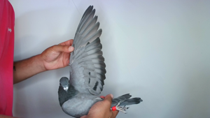Pigeon image