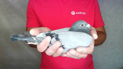 Pigeon image