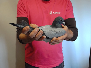 Pigeon image