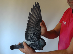 Pigeon image
