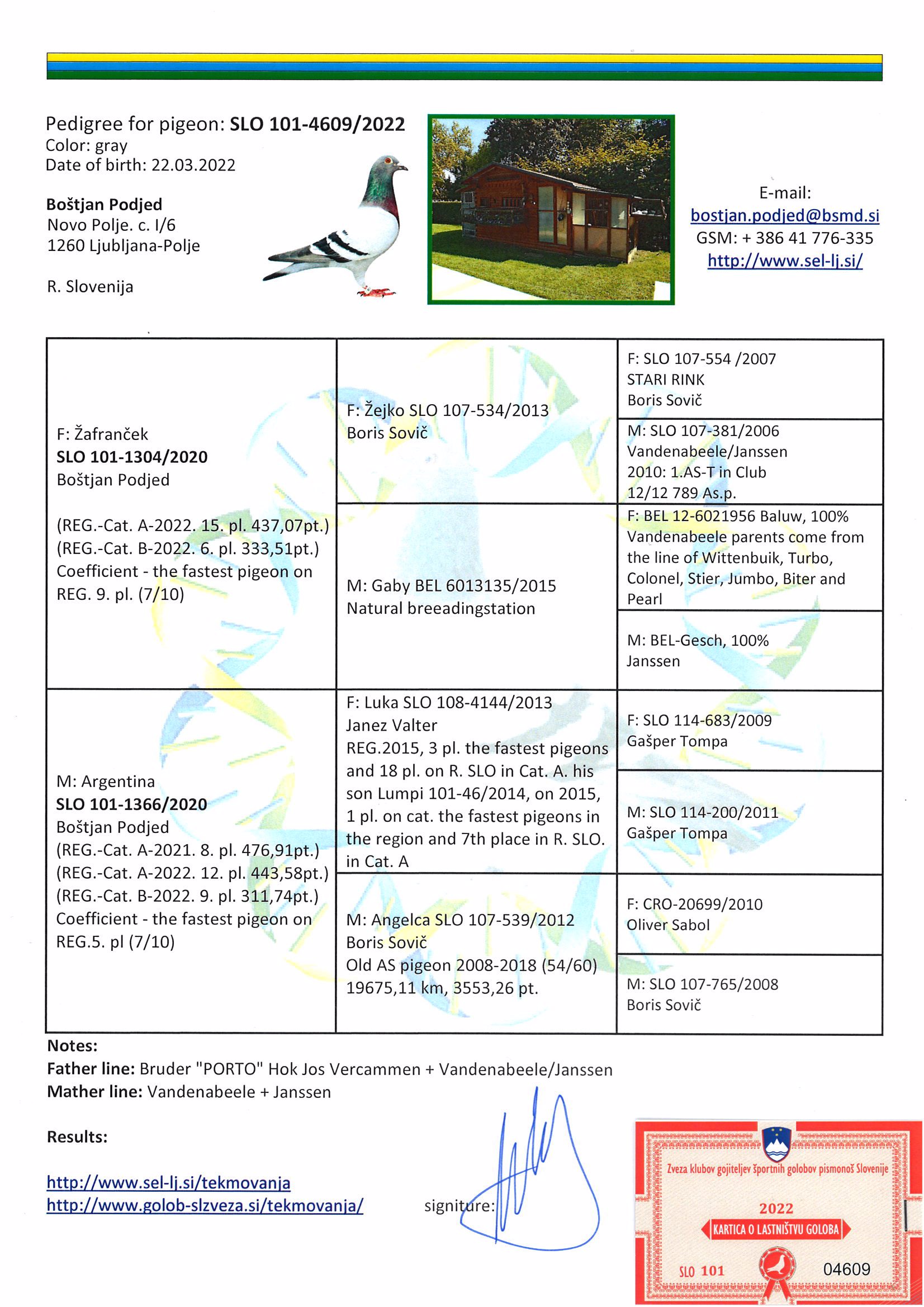 Pigeon pedigree image