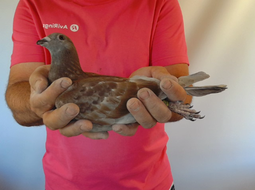 Pigeon image