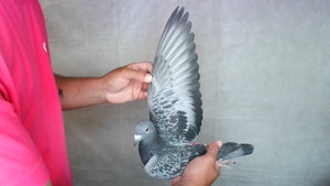 Pigeon image