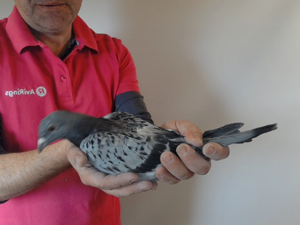 Pigeon image
