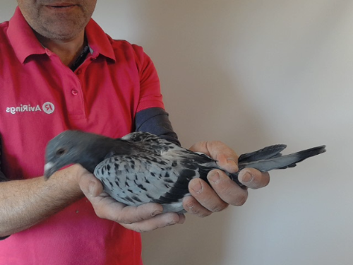 Pigeon image