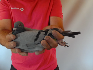 Pigeon image