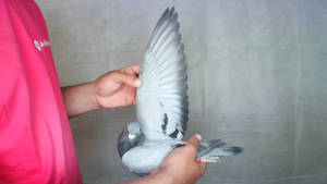 Pigeon image
