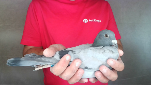 Pigeon image