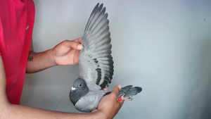 Pigeon image