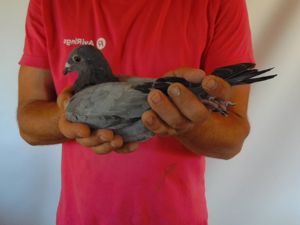 Pigeon image