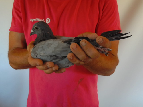 Pigeon image