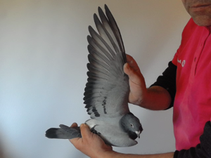 Pigeon image