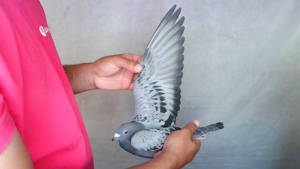 Pigeon image