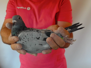 Pigeon image