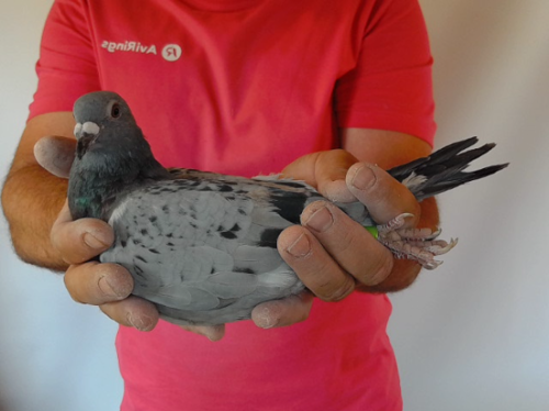Pigeon image