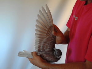 Pigeon image